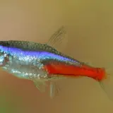 En neon tetra simmar i akvariet, dess blå och röda färger lyser mot den ljusa bakgrunden.