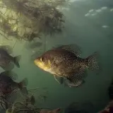 Tre fiskar simmar i grumligt vatten bland vattenväxter. Frågan "hur ofta ska man mata fiskar" dyker upp när man ser dem.