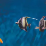 Fiskar simmar i ett akvarium med blått vatten. En fisk med svarta, vita och gula ränder simmar framför en annan randig fisk. En liten orange fisk syns också. Salt till akvarium behövs för att skapa en miljö där dessa vackra varelser kan trivas.
