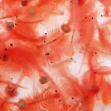 En närbild av många små, rosa artemia-räkor som simmar tätt tillsammans.