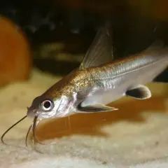 En silverfärgad bala shark simmar över sandbotten i ett akvarium, med sina långa skäggtömmar framför sig.