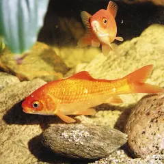 Två guldfiskar simmar i ett **golden fish tank** bland stenar och grus.