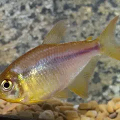 En citrontetra simmar i ett akvarium med grus och stenar. Fisken har en gulaktig kropp med en röd rand längs sidan.