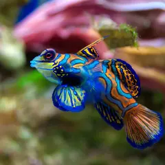 En färgglad box fish simmar i korallrev. Dess blå och orange mönster är som en levande målning.
