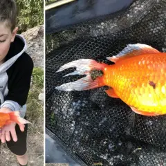 En pojke håller en orange guldfisk i händerna. En annan bild visar samma guldfisk i ett fiskenät, utan pump i skålen.