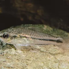 En liten pygmy corydoras simmar över en sten.
