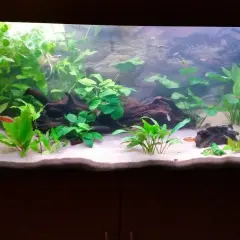 Akvarium med frodiga växter, småfiskar och vit sand. Baskarp sand ger en ren och naturlig känsla.
