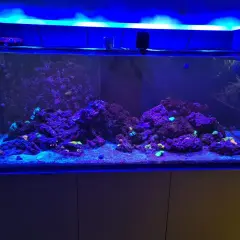 Ett vackert akvarium på 150 liter med koraller och stenformationer, belyst av blått ljus.