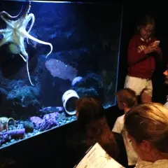 Familj tittar på en bläckfisk i ett akvarium med svart vatten.