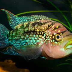 En vacker jack dempsey ciklid simmar i ett akvarium, dess fjäll skimrar i turkost och gult mot mörk bakgrund och gröna växter.