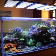 Ett 8 kantigt akvarium med färgstarka koraller och fiskar, belyst av LED-lampor.