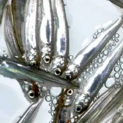 En grupp små, silverglänsande yngel simmar tätt tillsammans i vatten med små bubblor.