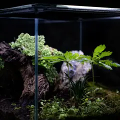 Ett litet, frodigt växtakvarium med mossa, en trädstam och gröna blad.