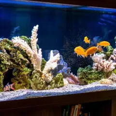 Fiskar simmar bland koraller och stenar i ett akvarium. Vissa fiskar är orange, andra randiga. Det ser ut som om de hjälper till att tvätta stenar.
