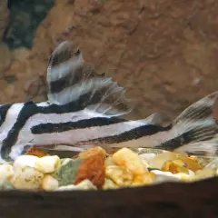 En clown pleco med distinkta svarta ränder simmar över en botten av småsten.