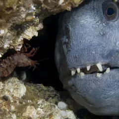 En räka kryper förbi en stor fisk med vassa tänder i en mörk undervattensgrotta.