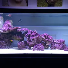 Ett akvarium med korallrev och fiskar. En clownfisk simmar bland lila koraller och en liten gul fisk syns också.