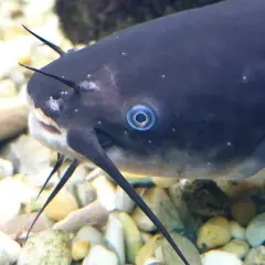 En närbild på en svart mal med sina karaktäristiska morrhår som sträcker sig ut. Fisken har ett intensivt blått öga och vilar på en botten av stenar.