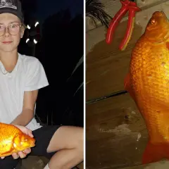 En pojke håller en stor guldfisk. Bredvid mäts fisken med en linjal, som visar att den är över 30 cm. Man kan verkligen undra hur stor kan en guldfisk bli!