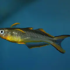 En gul och grå pseudomugil furcatus simmar i blått vatten.