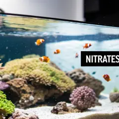 Ett no3 akvarium med clownfiskar och koraller. Texten "NITRATES MATTER" syns.