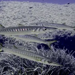 En flock barracudafiskar simmar genom klart vatten, med en klippvägg täckt av alger bakom sig.
