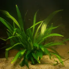 En frodig svärdplanta växer i akvariets sandbotten, dess långa, gröna blad sträcker sig mot ljuset.