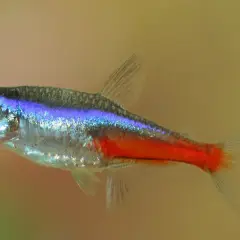 En neon tetra simmar i akvariet, dess blå och röda färger lyser mot den ljusa bakgrunden.