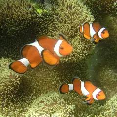 Tre clownfiskar simmar bland anemoner. De orangevita fiskarna trivs bland de mjuka tentaklerna, en vacker undervattensvärld där anemoner odla liv.