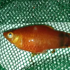 En orange platy i ett grönt nät. Fisken har en mörkare fläck på stjärten och verkar ha en platy temperatur.