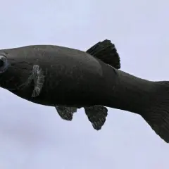 En ensam, kolsvart black molly fisk simmar fram med sina stora ögon.