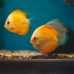 Två lysande gula diskusfiskar simmar i ett cl2 akvarium med blå bakgrund och grusig botten.