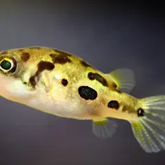 En guldfärgad pufferfisk med mörka fläckar simmar i akvariet.