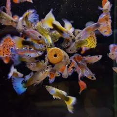 En stim av färgglada guppys samlas runt en matbit. En guppy sorter, som ser ut som en liten ring, är omgiven av fiskar med fladdrande fenor.