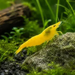 En klar gul räka, likt en liten nerite snail, klättrar på en mossig sten i ett akvarium.