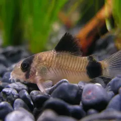 En panda pansarmal simmar bland stenar i ett akvarium.