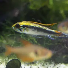 En regnbågsciklid simmar i ett akvarium med andra fiskar och grönska.