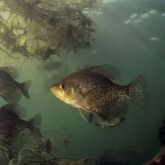 Tre fiskar simmar i grumligt vatten bland vattenväxter. Frågan "hur ofta ska man mata fiskar" dyker upp när man ser dem.