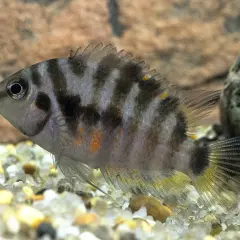 En sebracichlid simmar över grusig botten. Fisken har svarta och grå ränder, med inslag av orange.
