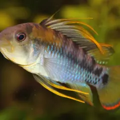 En vacker apistogramma baenschi med lysande blå fjäll och gula fenor simmar i akvariet.