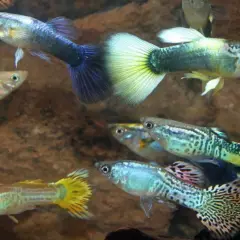 Färgglada guppys simmar i akvariet, trivs i rätt guppy temperatur.