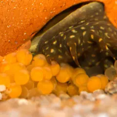 En vuxen Ancistrus vaktar sina orange ägg i ett grovt, orange gömställe. Några yngel syns redan i de genomskinliga äggen.