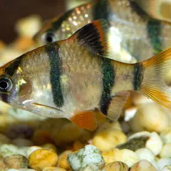 En cherry barb simmar över grus. Fisken har svarta ränder och skimrande gröna prickar.