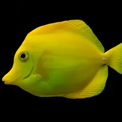 En lys gul kirurgfisk, en yellow tang, simmar mot en svart bakgrund.