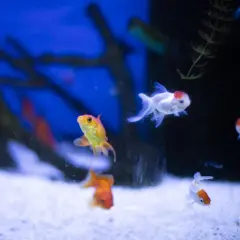 Guldfiskar simmar i ett akvarium. En guldfisk, en bottenlevande fisk, söker föda på sandbotten.