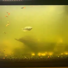 Akvarium med grumligt, gult vatten och flera små fiskar, inklusive guppys och en större fisk. En bit drivved syns i bakgrunden. En UV-filter för akvarium kan behövas.