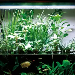 Vackert akvarium med frodiga växter och fiskar. Vattnet är klart, vilket tyder på god balans och tillräckligt med kalium i vattnet för växternas tillväxt.