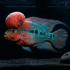 En ståtlig flowerhorn fish med sin karaktäristiska panna simmar i ett mörkt akvarium.