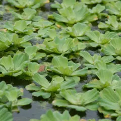 En tät matta av pistia stratiotes, även kallad vattenkål, täcker den mörka vattenytan.