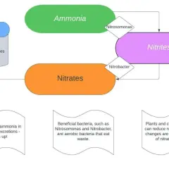 Schema över nitrifikation: ammoniak omvandlas till nitriter av Nitrosomonas, sedan till nitrater av Nitrobacter. Vattenbyten är viktiga.